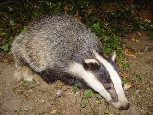 Practical And Magical Action To Stop The Badger Cull