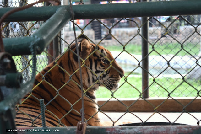 THERE’S MORE TO CROCODILES AT DAVAO CROCODILE PARK