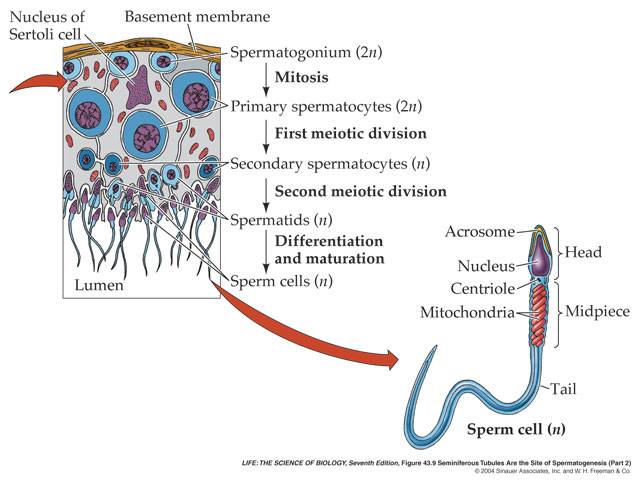  SPERMATOGENESIS  Human s Development