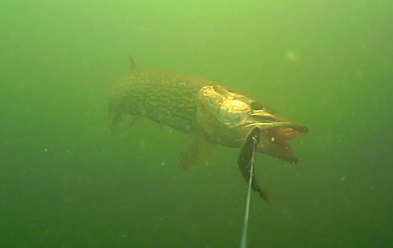 Fishing with Mike the Pike, underwater attacks. 