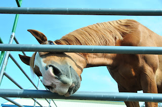 Chestnut Arab x Quarter Horse cross reaching through fence