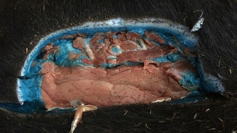 Resultado de imagem para carne azulada