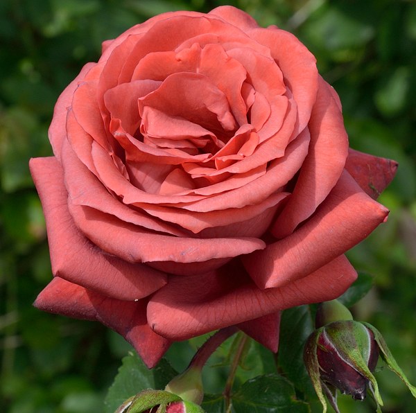 Terracotta сорт розы фото