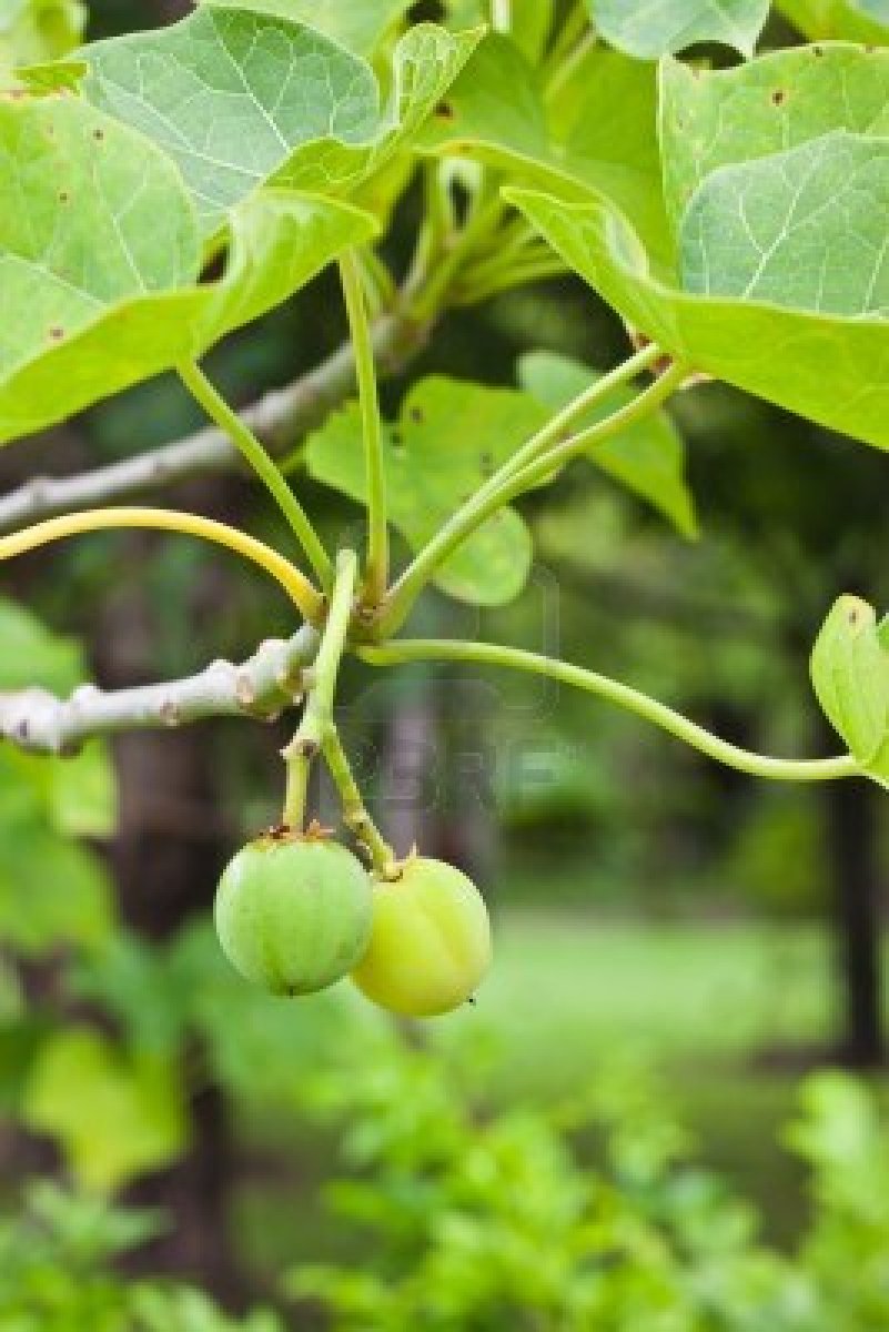 Manfaat Pohon Jarak  ENJOYUDI