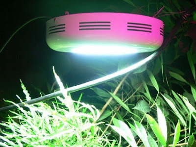 LED Grow Lighting