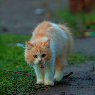 Infeksi Telinga Kucing Dan Cara Pengobatannya Yang Baik