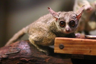 Galago senegalensis