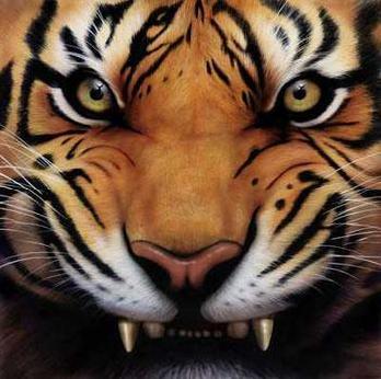  Desktop Wallpaper on Angry Tiger Face Pictures   Wallpaper Zone