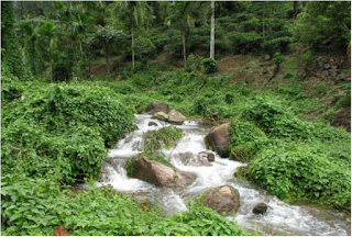 Mikania macarantha, weeds in Western Ghats, Western Ghats Rivers