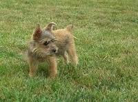 Norwich Terrier. Picture. Affenwich