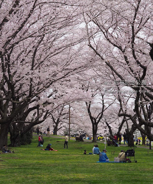 昭和記念公園の桜がすごい！