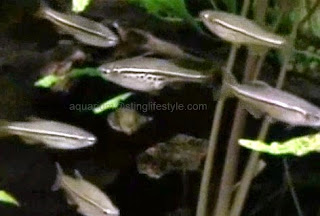 Danio Nigrofasiatus, Spotted Danio Fish