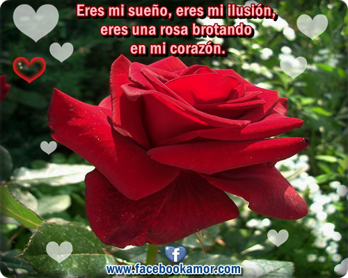 Rosas rojas con frases de amor imagenes romanticas  - Imagenes De Rosas Rojas Con Frases De Amistad