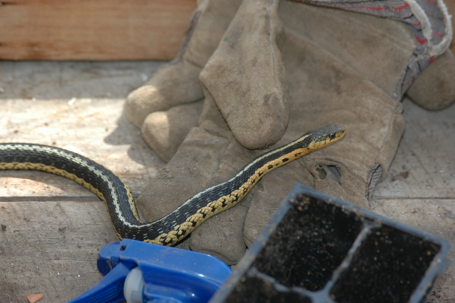 Roche Fleurie Garden: Snakes in the Garden