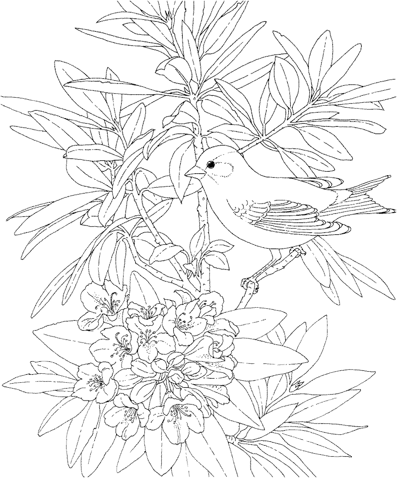 38+ Free Printable Coloring Pages For Adults Birds, Amazing Concept