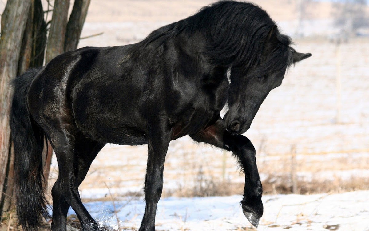 Black Horse Widescreen Wallpaper