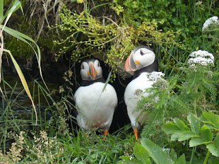 Macareux moine - Fratercula arctica - Perroquet de mer