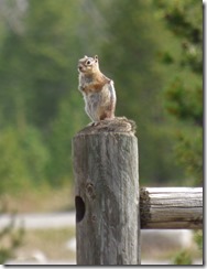 Golden Mantled Ground Squirrel, Lake Granby, Colorado