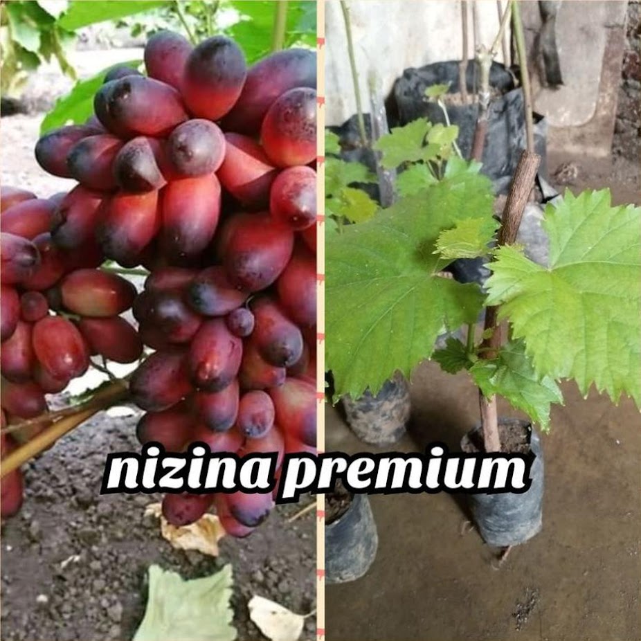 Anggur Nizina Premium Berbunga Ternate