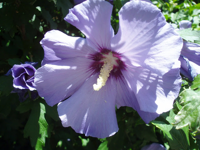 HIBISCO: Hibiscus syriacus