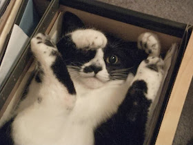 Funny cats - part 83 (40 pics + 10 gifs), cat pics, cat sits in box in awkward position