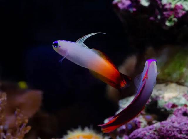 tank mate firefish goby