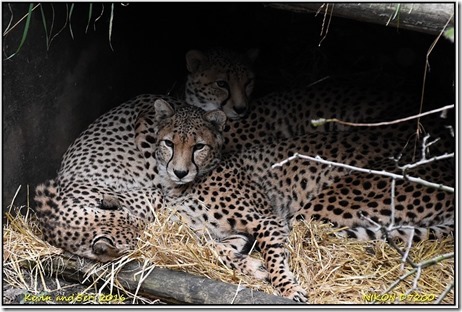 Chester Zoo - October