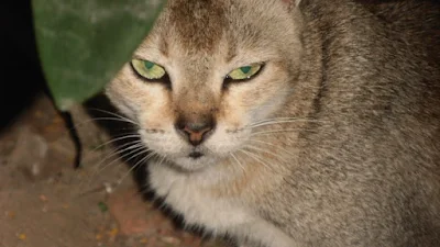 A Cat looking very angry