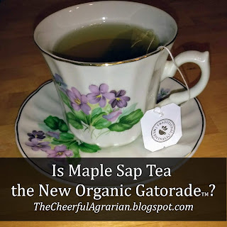 Maple Sap Tea