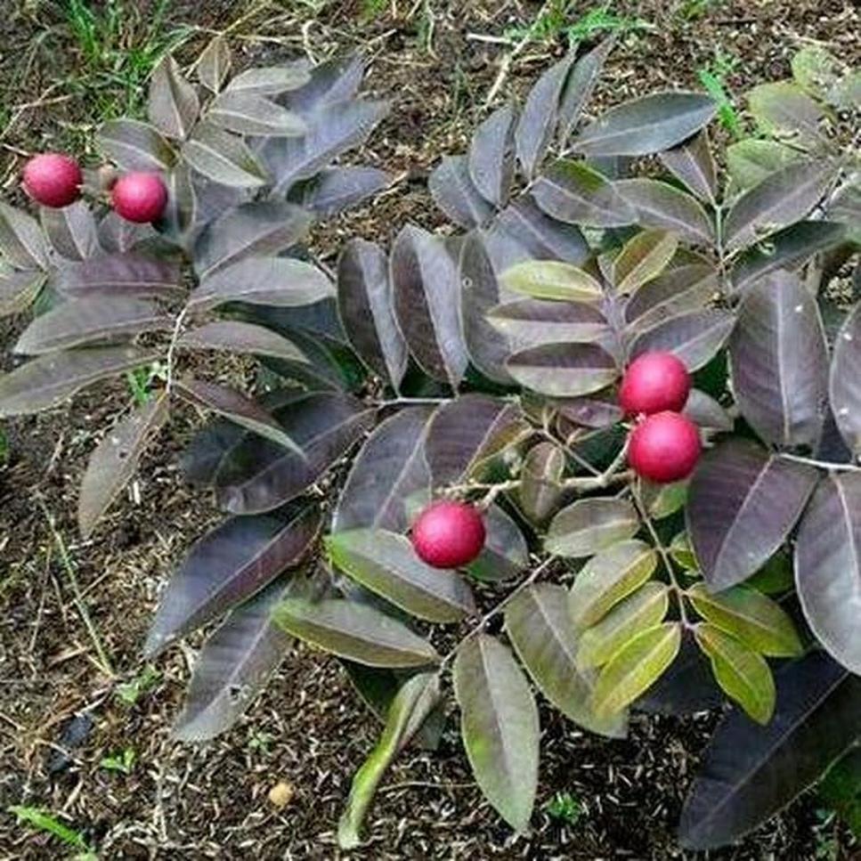 bibit tanaman pohon buah kelengkeng merah tinggi 60cm Jawa Barat