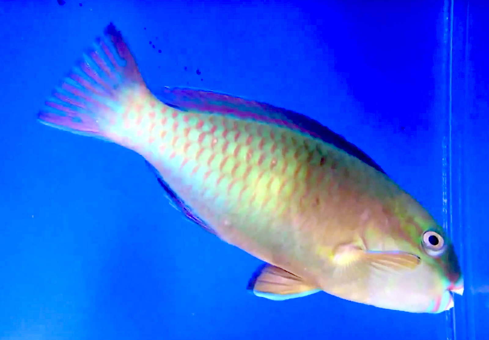 Aquarium Movies Japan Archive 生きている魚図鑑 オオモンハゲブダイ Oomonn Hage Budai Bower S Parrotfish Chlorurus Bowersi