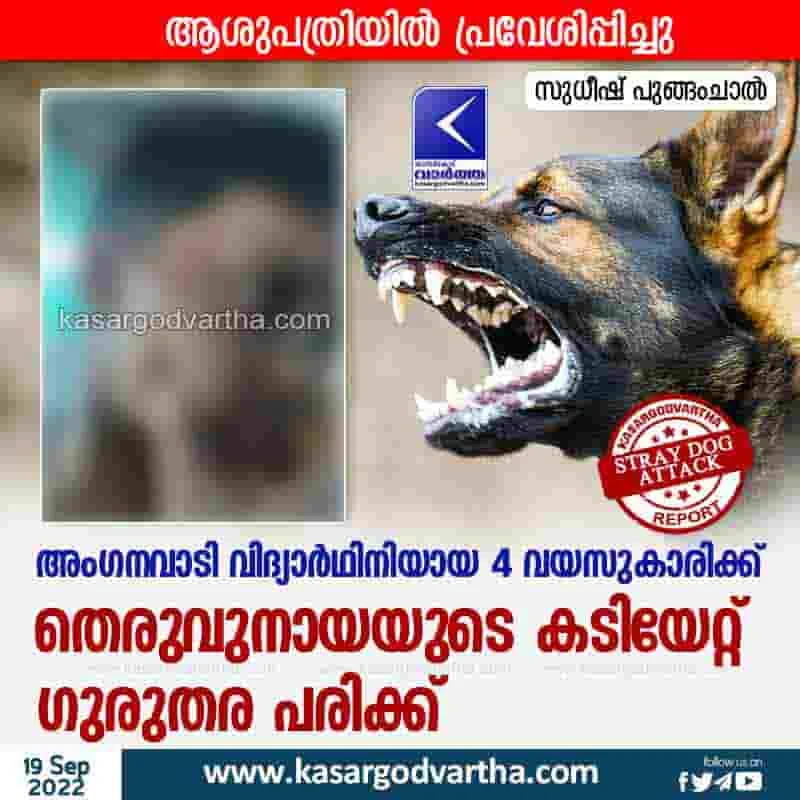 Latest-News, Kerala, Kasaragod, Top-Headlines, Vellarikundu, Animal, Dog, Dog Bite, Street Dog, Student, Attack, Injured, Girl injured in stray dog attack.