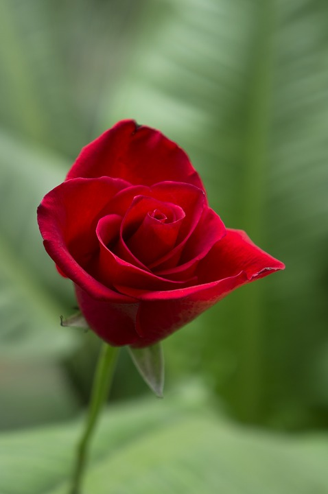 Galeri Kumpulan Gambar  Bunga Mawar  Merah  Cantik dan Indah 