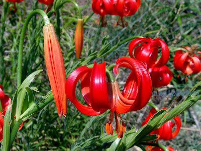 Лилия халцедонская / Лилия халкедонская (Lilium chalcedonicum)