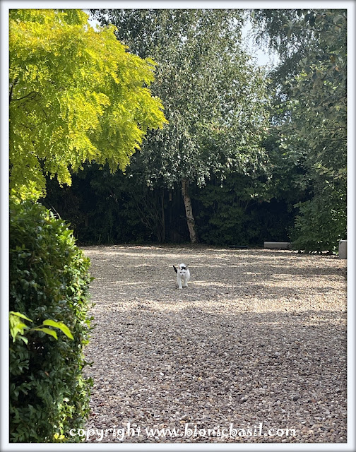 Smooch, a tuxedo tripawed cat from BBHQ, strides confidently across a gravel path during his garden patrol. The lush green trees and manicured bushes form a tranquil backdrop, highlighting his vigilant stance and natural feline grace. Captured in motion, this image embodies summer garden serenity and feline lifestyle charm—ideal for cat photography, pet content, and seasonal blog visuals. at www.bionicbasil.com