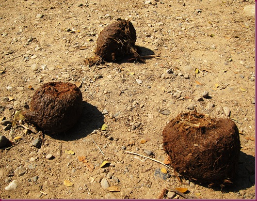 mae taeng elephant park elephant poo