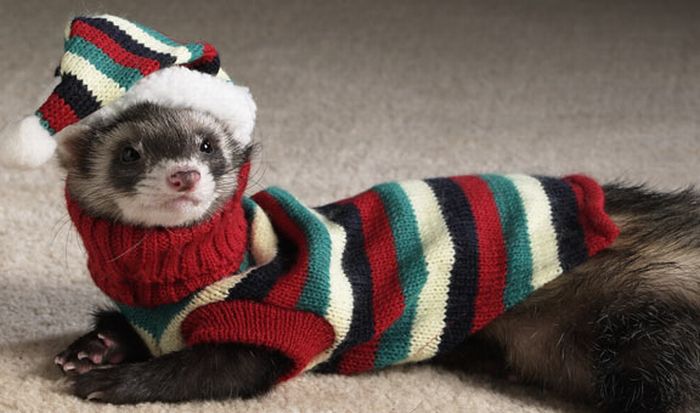 Most Funny Ferrets in Sweaters Seen On www.coolpicturegallery.us