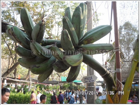 'งานเกษตรภาคอีสาน ขอนแก่น 2557