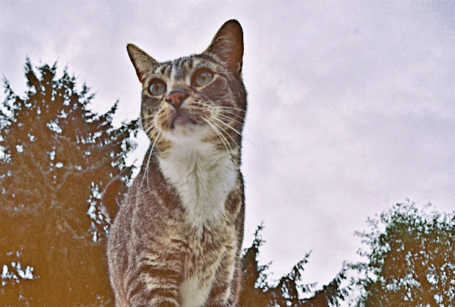 Classic Widget sky-shot this is Widget the former feral cat on top of my van again.