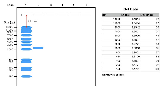 Agarose gel showing the DNA ladder and the band of unknown size, plus a table of data constructed from the gel for the grapg