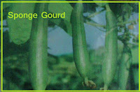 sponge gourd seed in ahmedabad