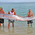 Oarfish : Ikan Yang Disangka Sea Monster