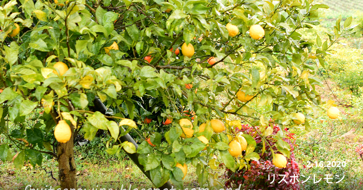 レモンの苗の種類と品種一覧 Lemon Variety 果樹の苗の種類 果樹オタクのための栽培品種の一覧データベース レモンの苗の種類と品種一覧 Lemon Variety 果樹の苗の種類 果樹オタクのための栽培品種の一覧データベース