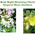  11 Best Night Blooming Plants for Magical Moon Gardens