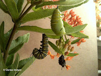 Empty caterpillar skin hanging from fresh chrysalis - © Denise Motard