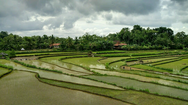 Desa Wisata Kampung Emas Plumbungan, Kuliner Berkat Ndalem, Ingkung Emas, Wedang Seruni, Batik Topeng Kayu Desa Wisata Bobung