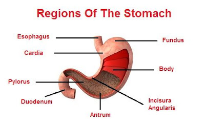 Simple stomach diagram | Stomach structure | Stomach Anatomy