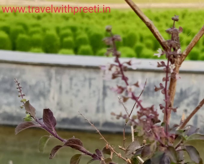 तुलसी के पौधे (Tulsi plant) के औषधीय गुणों के बारे में जानकारी