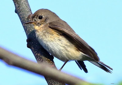 Red-breasted Flycatcher - winter visitor