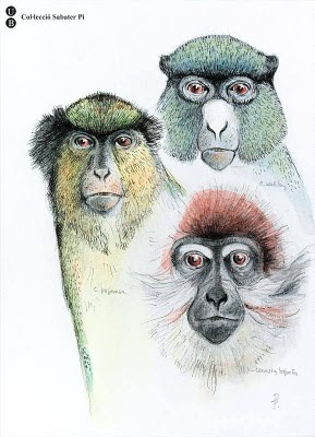 Pi's sketch of 3 ape species